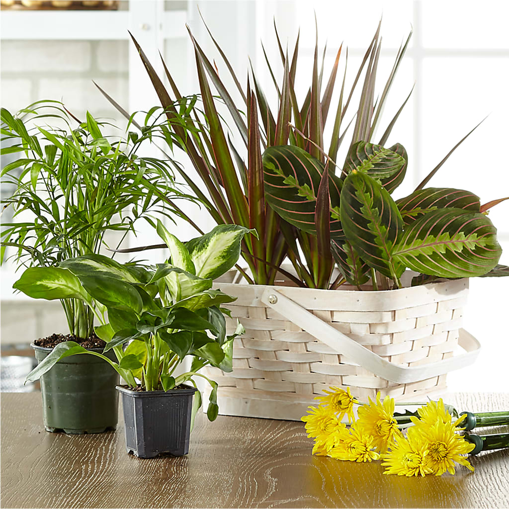 Florist Designed Blooming and Green Plants in a Basket – THE SHOPPE ON KEY AVENUE FLORAL & GIFTS, Lampasas TX