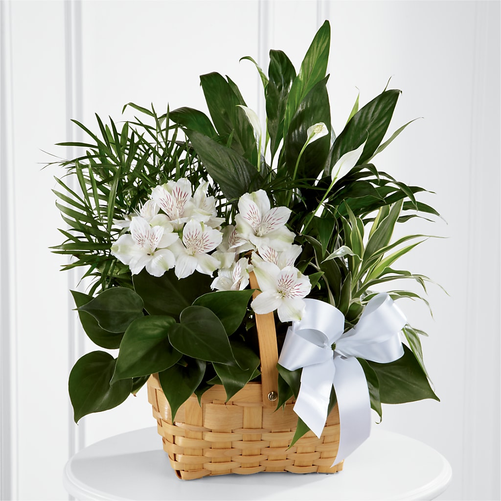 Peace & Serenity Dishgarden – THE SHOPPE ON KEY AVENUE FLORAL & GIFTS, Lampasas TX