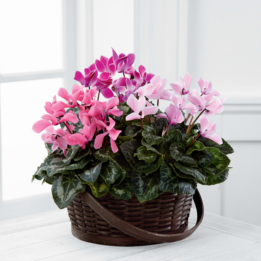 Mixed Cyclamen Planter – THE SHOPPE ON KEY AVENUE FLORAL & GIFTS, Lampasas TX