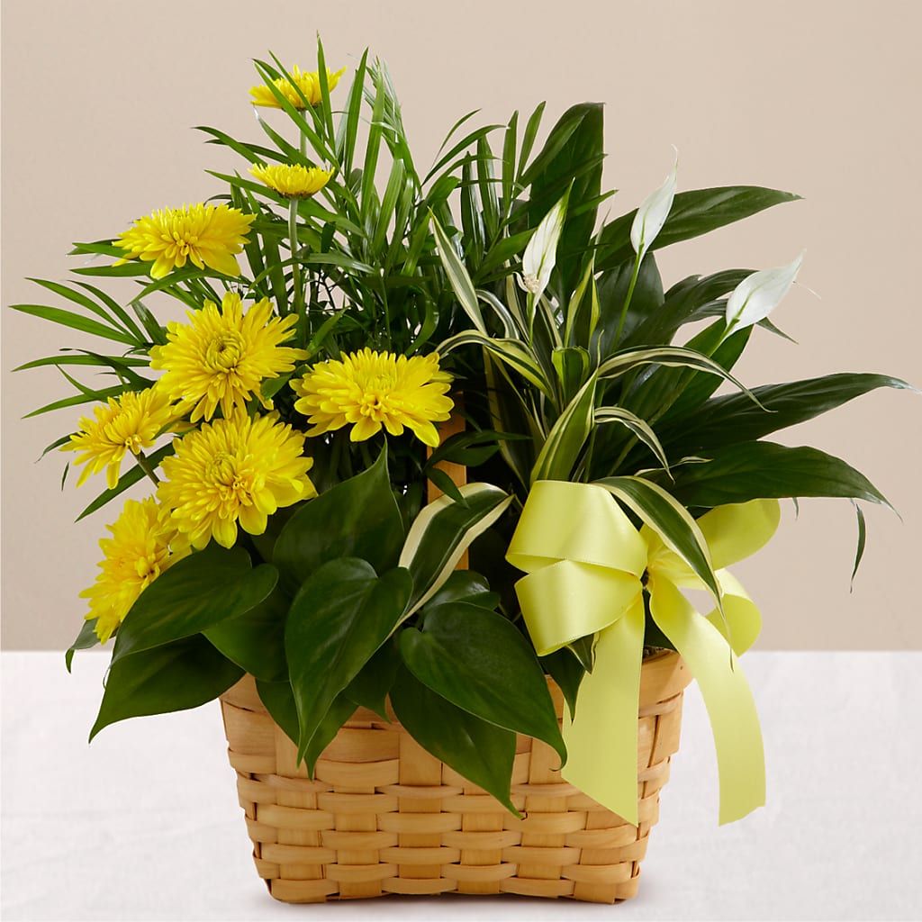 Loving Light Dishgarden – THE SHOPPE ON KEY AVENUE FLORAL & GIFTS, Lampasas TX