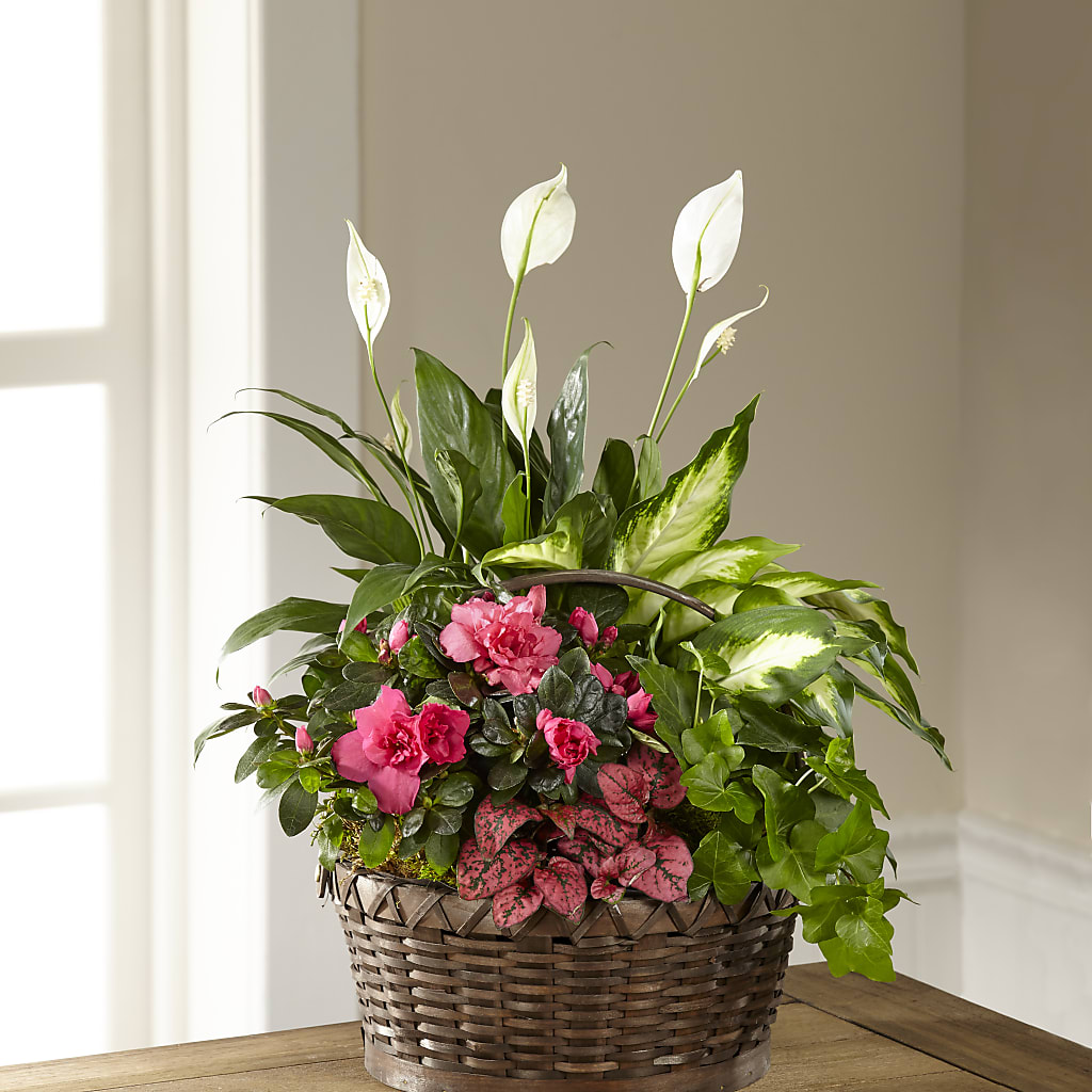 Dream in Pink Dishgarden – THE SHOPPE ON KEY AVENUE FLORAL & GIFTS, Lampasas TX