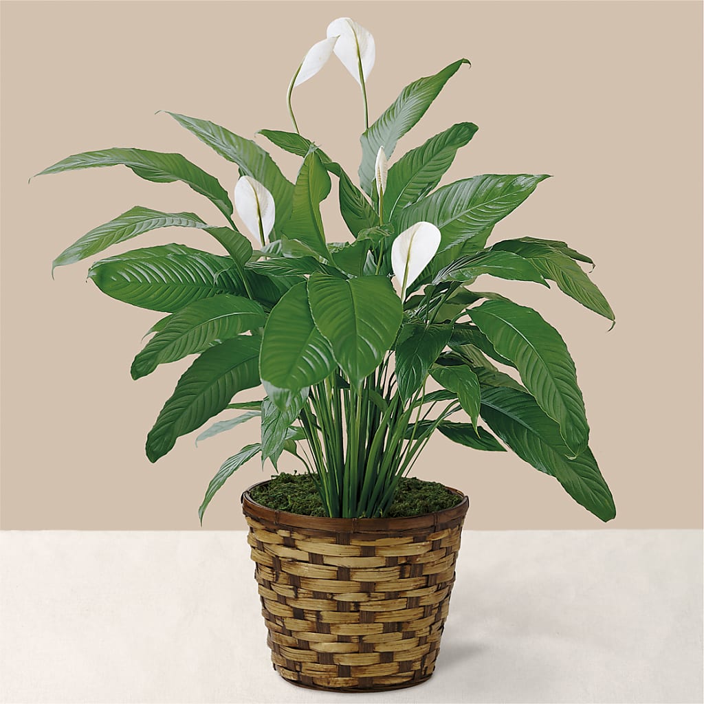 Tranquil Moments Peace Lily Plant – THE SHOPPE ON KEY AVENUE FLORAL & GIFTS, Lampasas TX