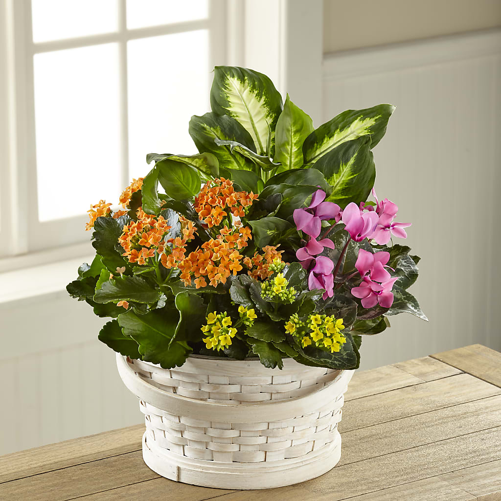 Color Crush Dishgarden – THE SHOPPE ON KEY AVENUE FLORAL & GIFTS, Lampasas TX