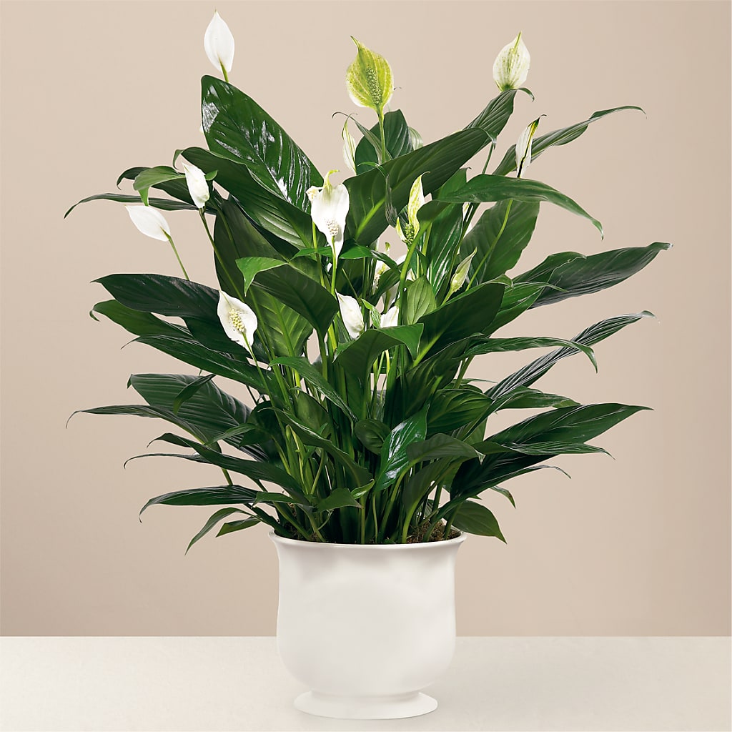 Comfort Planter – THE SHOPPE ON KEY AVENUE FLORAL & GIFTS, Lampasas TX