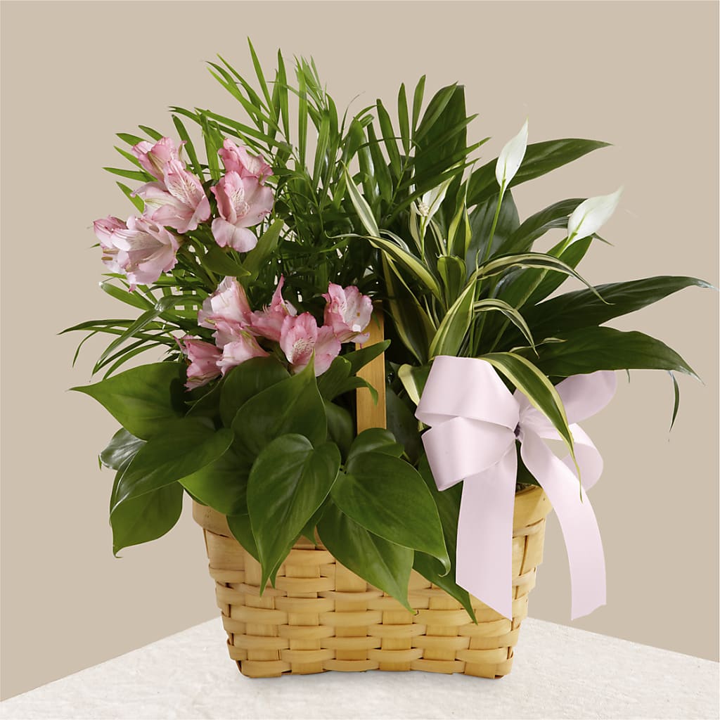 Living Spirit Dishgarden – THE SHOPPE ON KEY AVENUE FLORAL & GIFTS, Lampasas TX