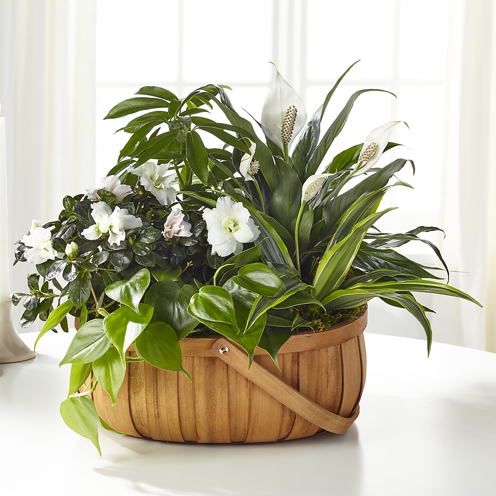 Serene Dishgarden – THE SHOPPE ON KEY AVENUE FLORAL & GIFTS, Lampasas TX