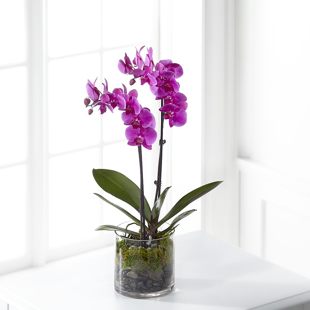 Pink Orchid Plant – THE SHOPPE ON KEY AVENUE FLORAL & GIFTS, Lampasas TX