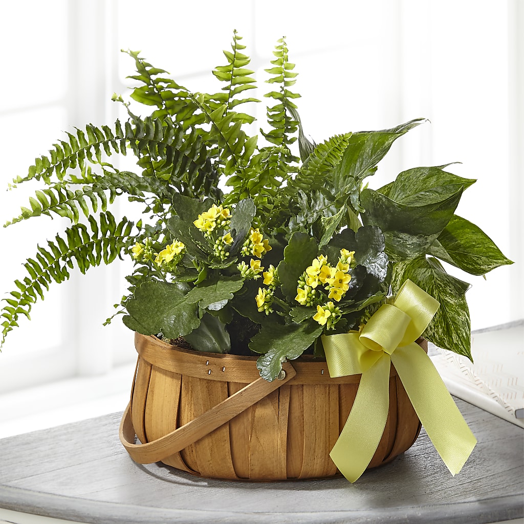 Always Dear Dishgarden – THE SHOPPE ON KEY AVENUE FLORAL & GIFTS, Lampasas TX
