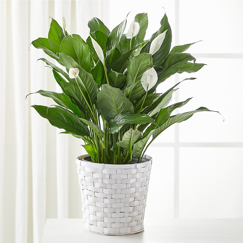 A New Leaf Peace Lily – THE SHOPPE ON KEY AVENUE FLORAL & GIFTS, Lampasas TX