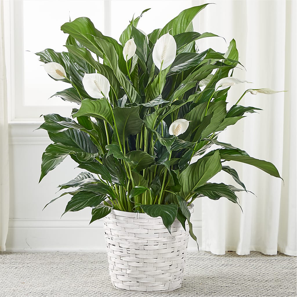 A New Leaf Peace Lily – THE SHOPPE ON KEY AVENUE FLORAL & GIFTS, Lampasas TX