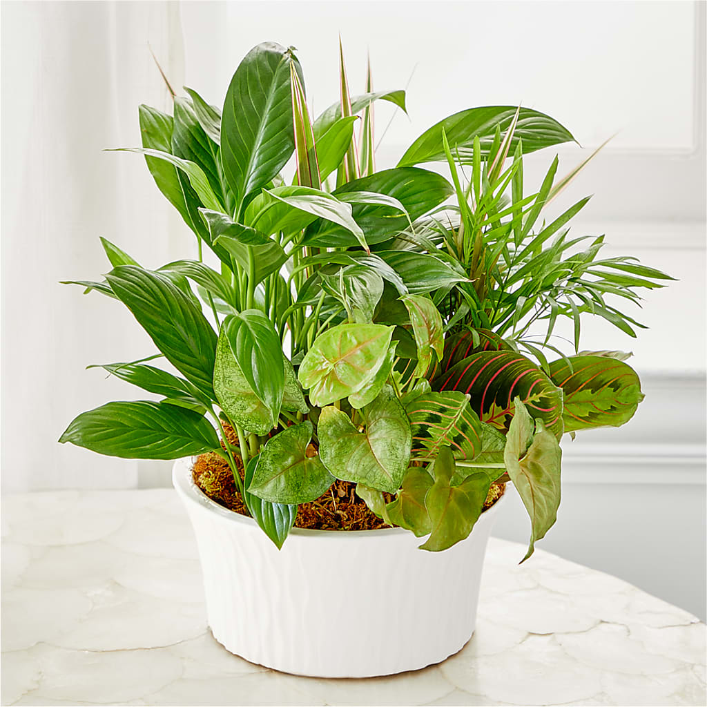Balance & Harmony Dishgarden – THE SHOPPE ON KEY AVENUE FLORAL & GIFTS, Lampasas TX