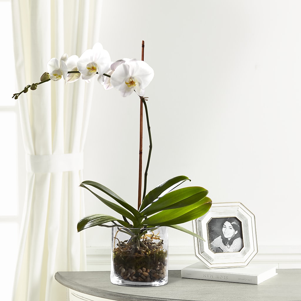 White Orchid Planter – THE SHOPPE ON KEY AVENUE FLORAL & GIFTS, Lampasas TX