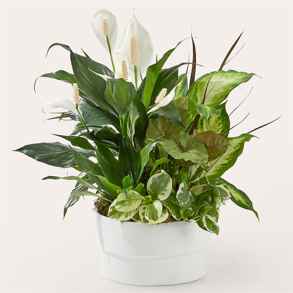 Radiating Positivity Dishgarden – THE SHOPPE ON KEY AVENUE FLORAL & GIFTS, Lampasas TX